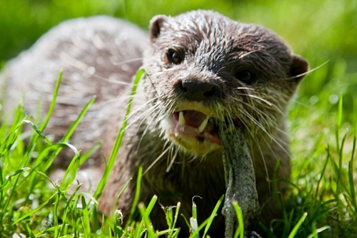 Auchingarrich Wildlife Park